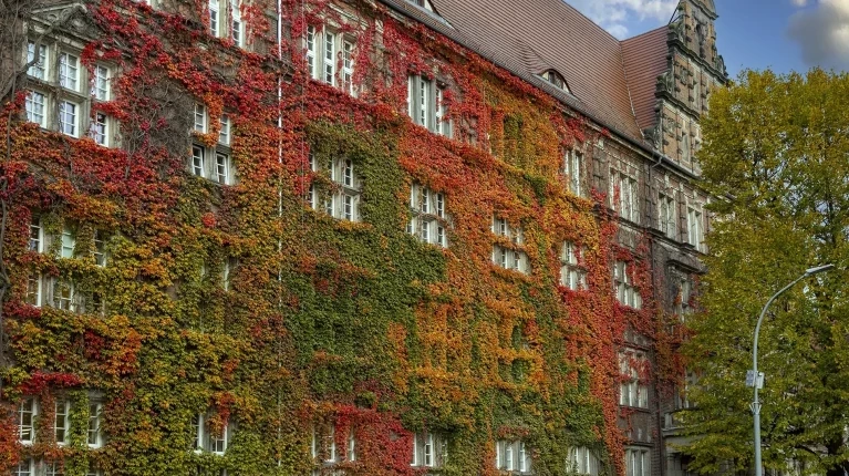 Jesienne kolory bluszczu na budynku Politechniki Morskiej w Szczecinie