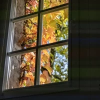 Jesienne kolory bluszczu na budynku Politechniki Morskiej w Szczecinie widziane  przez okno od wewnątrz