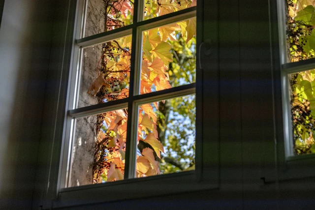 Jesienne kolory bluszczu na budynku Politechniki Morskiej w Szczecinie widziane  przez okno od wewnątrz